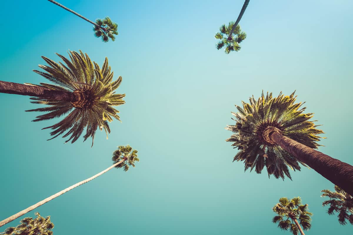 Tall palm trees photographed from the ground up
