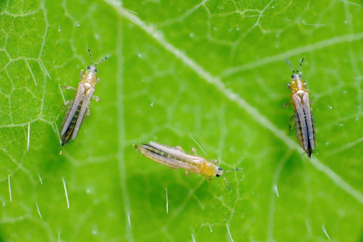 The cotton seedling thrips
