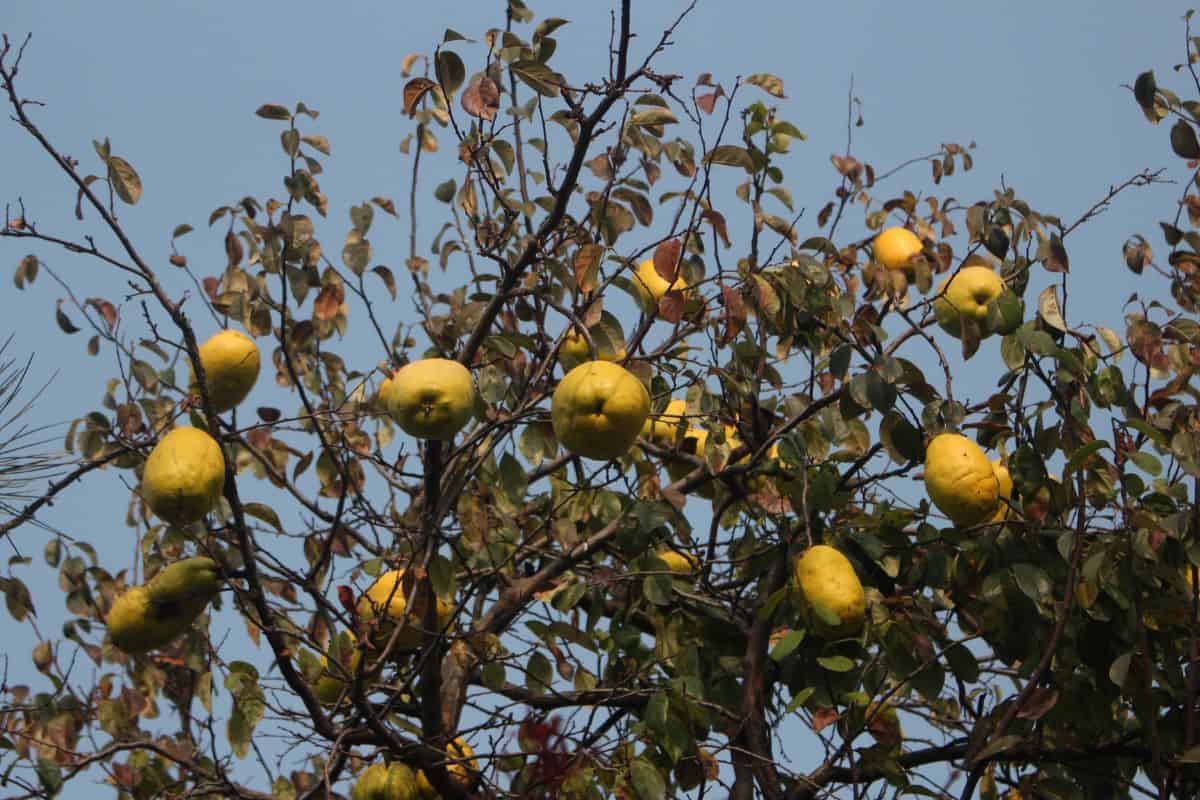 There are fruits of quince trees that can make tea.