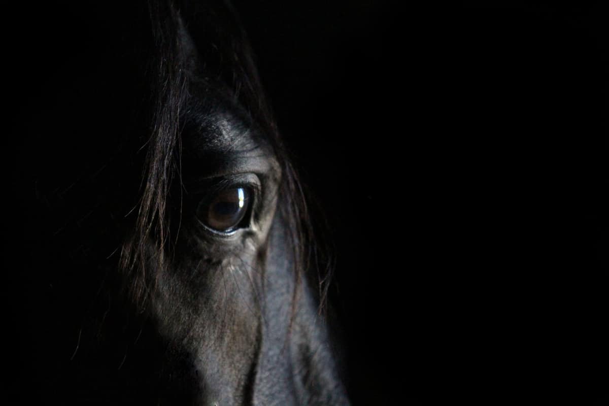 Thoughtful horse eye portrait