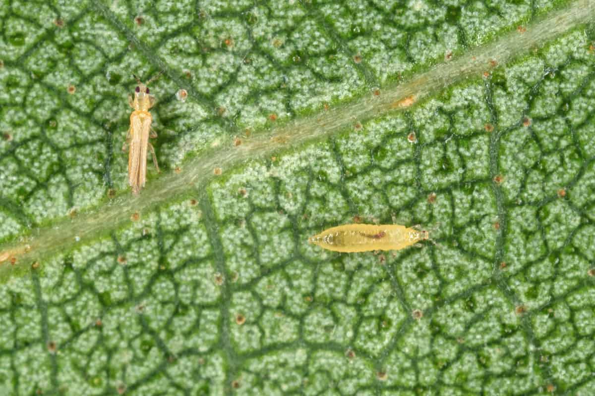 The onion, the potato, the tobacco or the cotton seedling thrips - Thrips tabaci (order Thysanoptera).