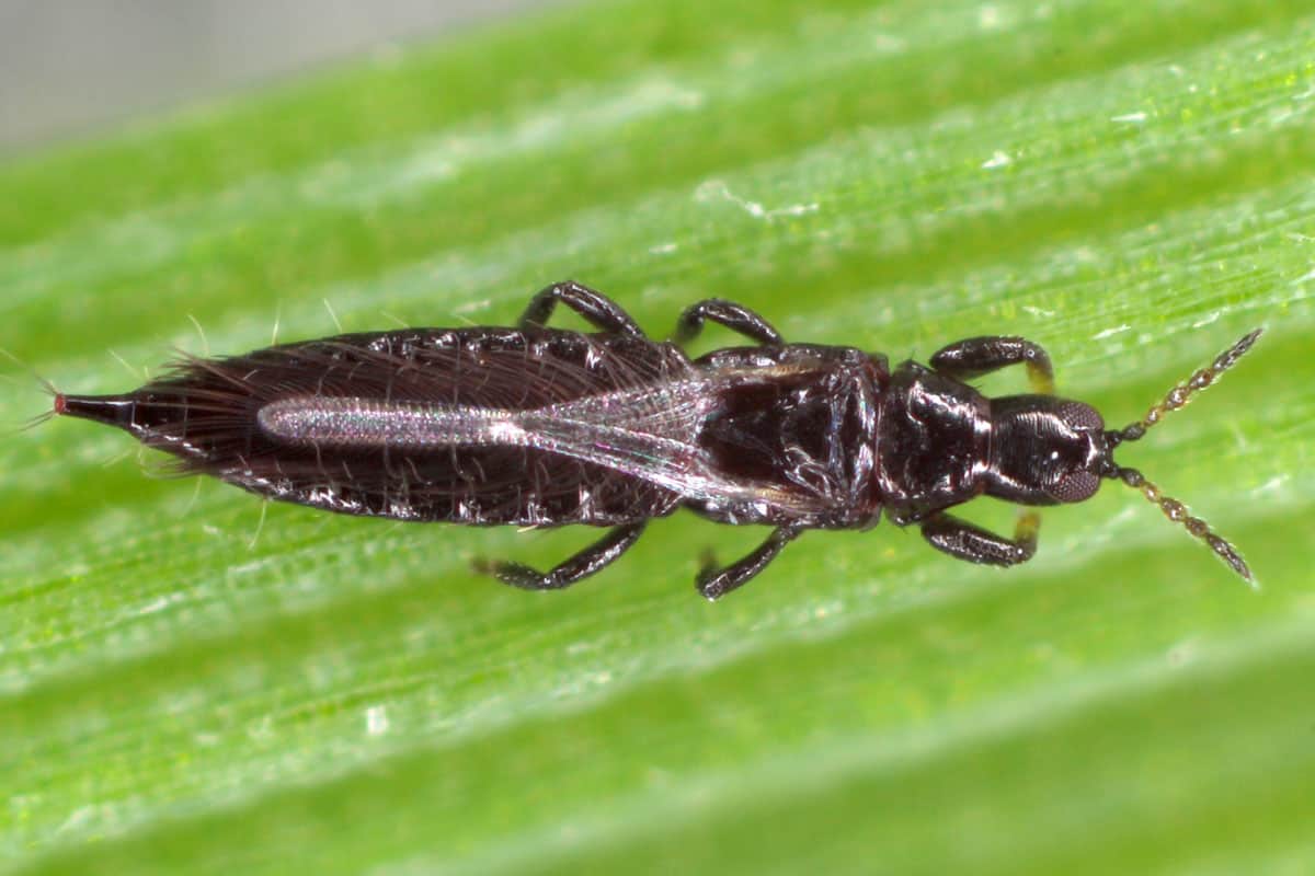 Thrips Thysanoptera on a leaf of cereals

