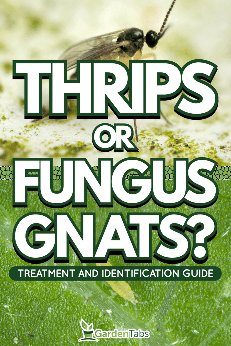 Thrips versus fungus gnats on the leaves whats their both difference, Thrips Vs Fungus Gnats: What's The Difference & How To Treat?