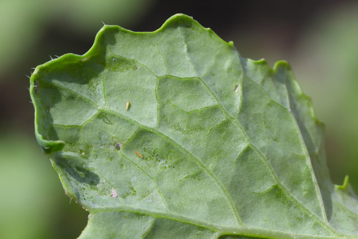 Thrips larvae gathering on a leaf
