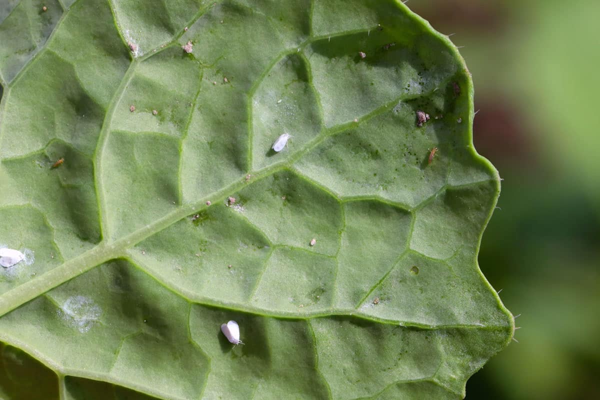 Thrips nad whitefly on the underside of the leaves of young winter oilseed rape plants
