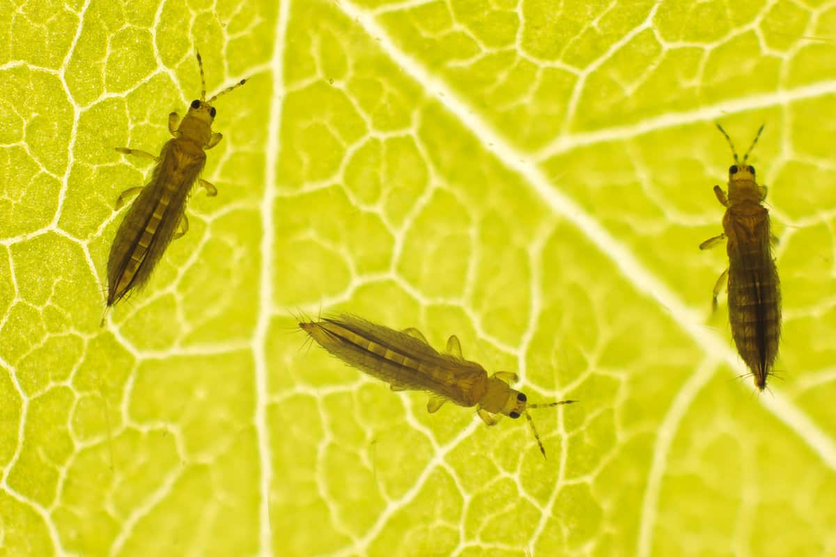 Thrips tabaci on the underside of the leaf