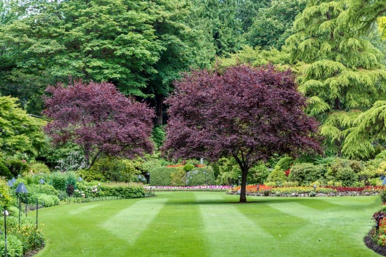 Two purple plum trees at a garden with a newly mowed lawn, Purple Leaf Plum Trees: Pros And Cons