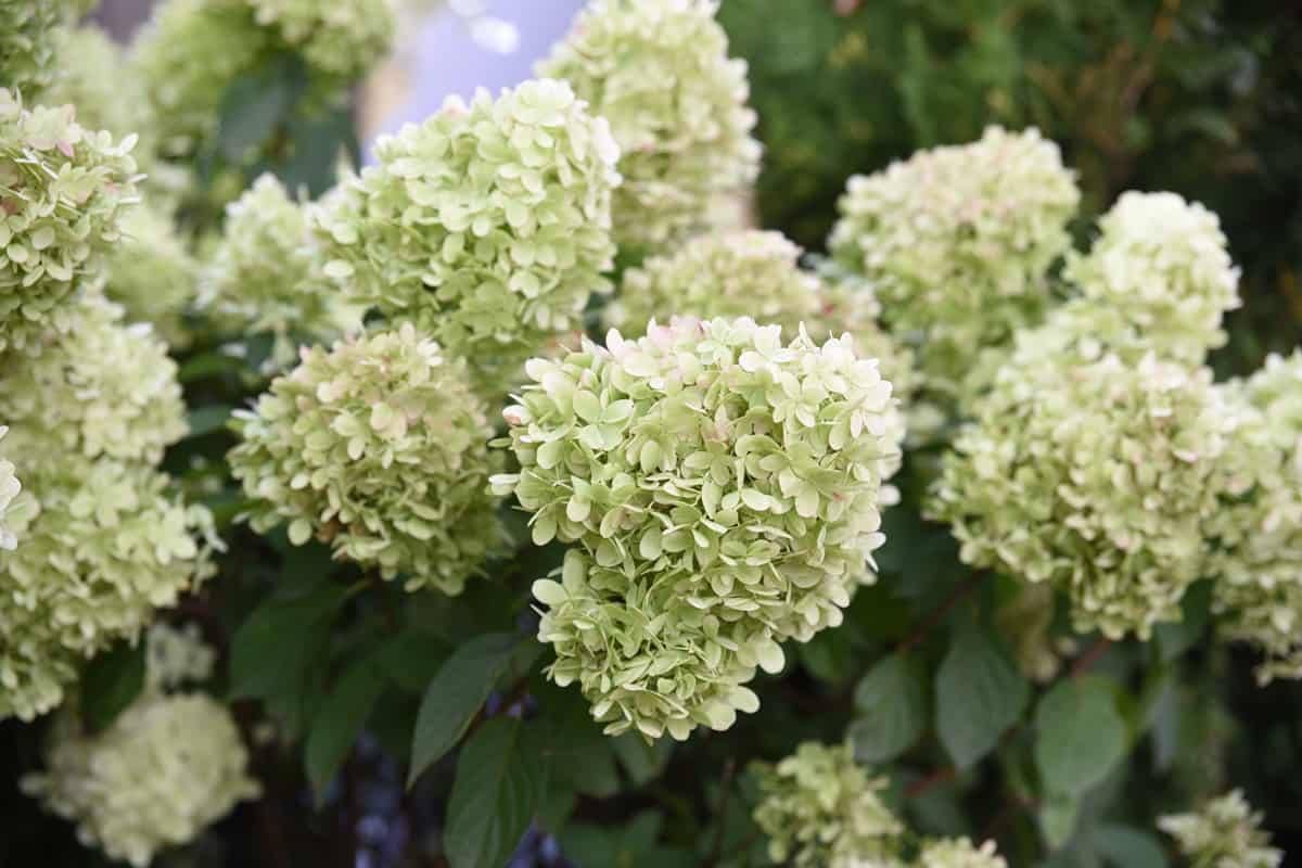 Up close photo of a Limelight Hydrangea