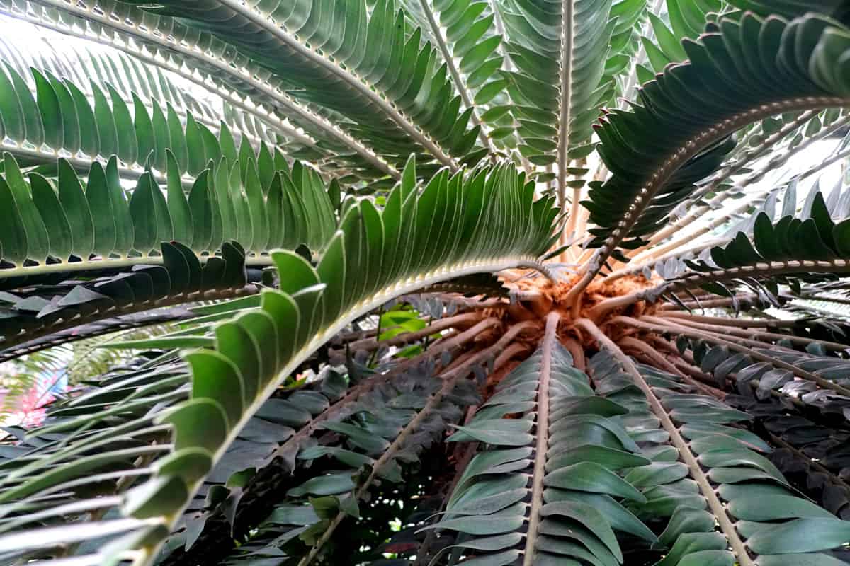 Up close photo of a Wood's Cycad palm tree. Extremely rare plant found only in South Africa