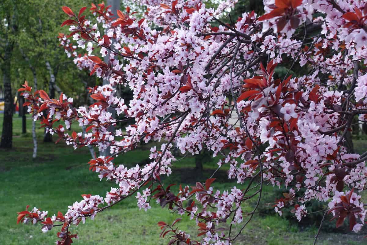 Up close photo of a purple plum tree with red and light purple leaves
