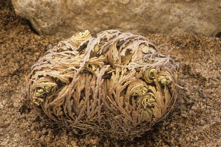 Up close photo of a resurrection plant, TikTok User Shares Timelapse Of Resurrection Plant's Incredible Transformation