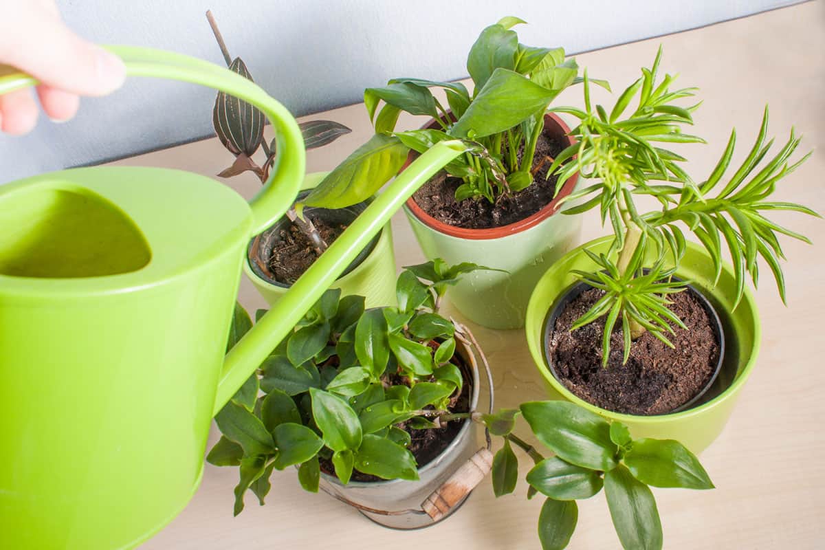 Watering green indoor potted plants in ceramic and metal pots with a green plastic watering can on a bright wooden surface in a room. Growing beautifully and thriving in full or partial shade. 