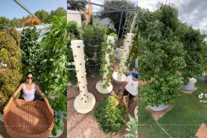 Three screenshots of TikTok user Agrotomy and their vertical garden full of vegetables.