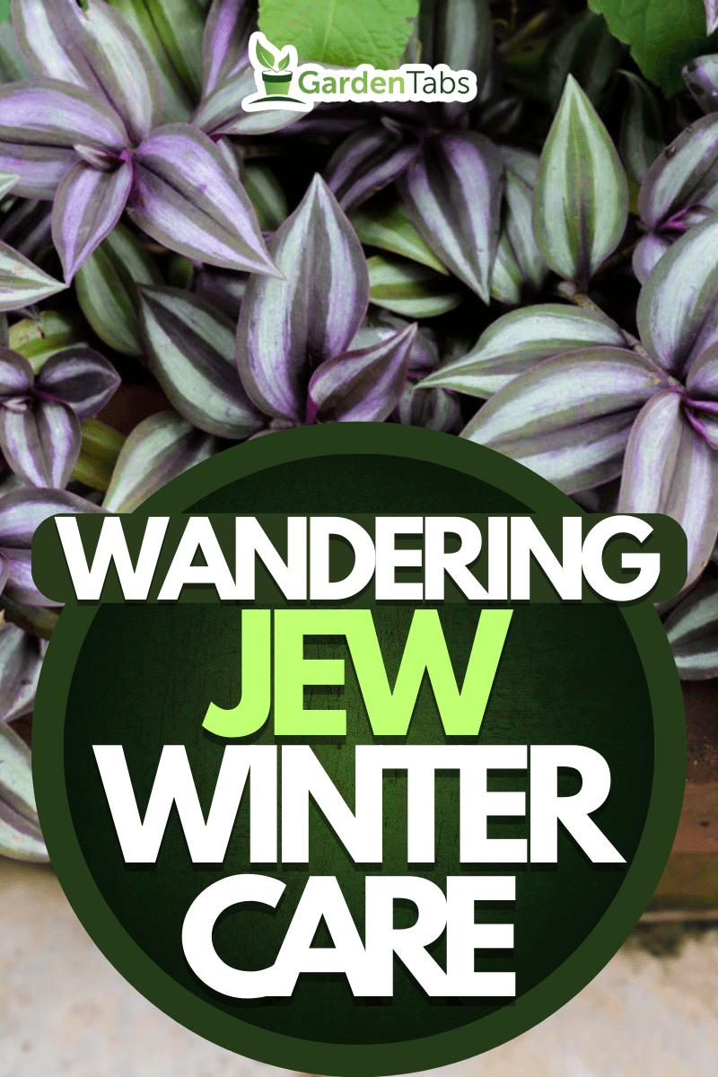 the Tradescantia zebrina in brick flowerpot of leaves is color purple, Wandering Jew Winter Care: Complete 'How To' Guide