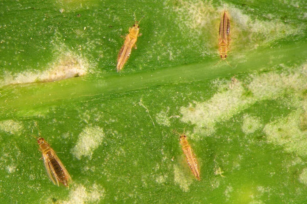 Western flower thrips, Frankliniella occidentali, (Thysanoptera: Thripidae) on the surface of spice leaf