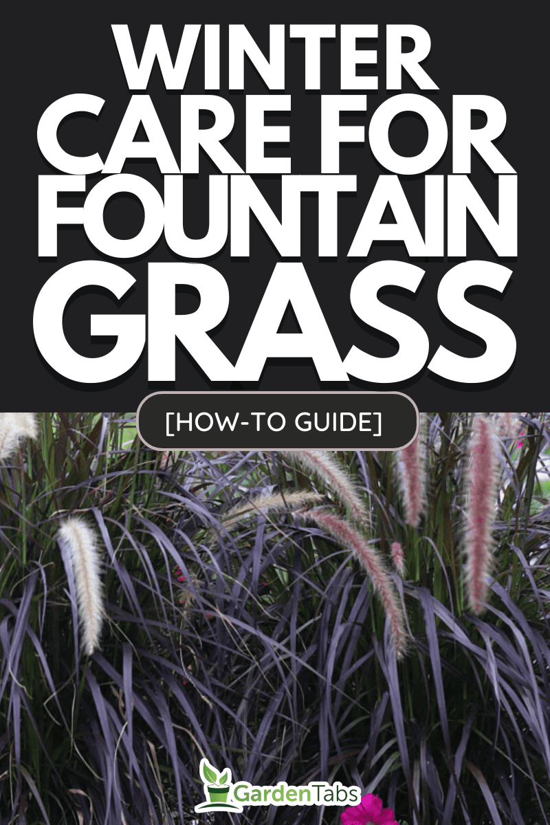 Winter Care For Fountain Grass [How-To Guide]