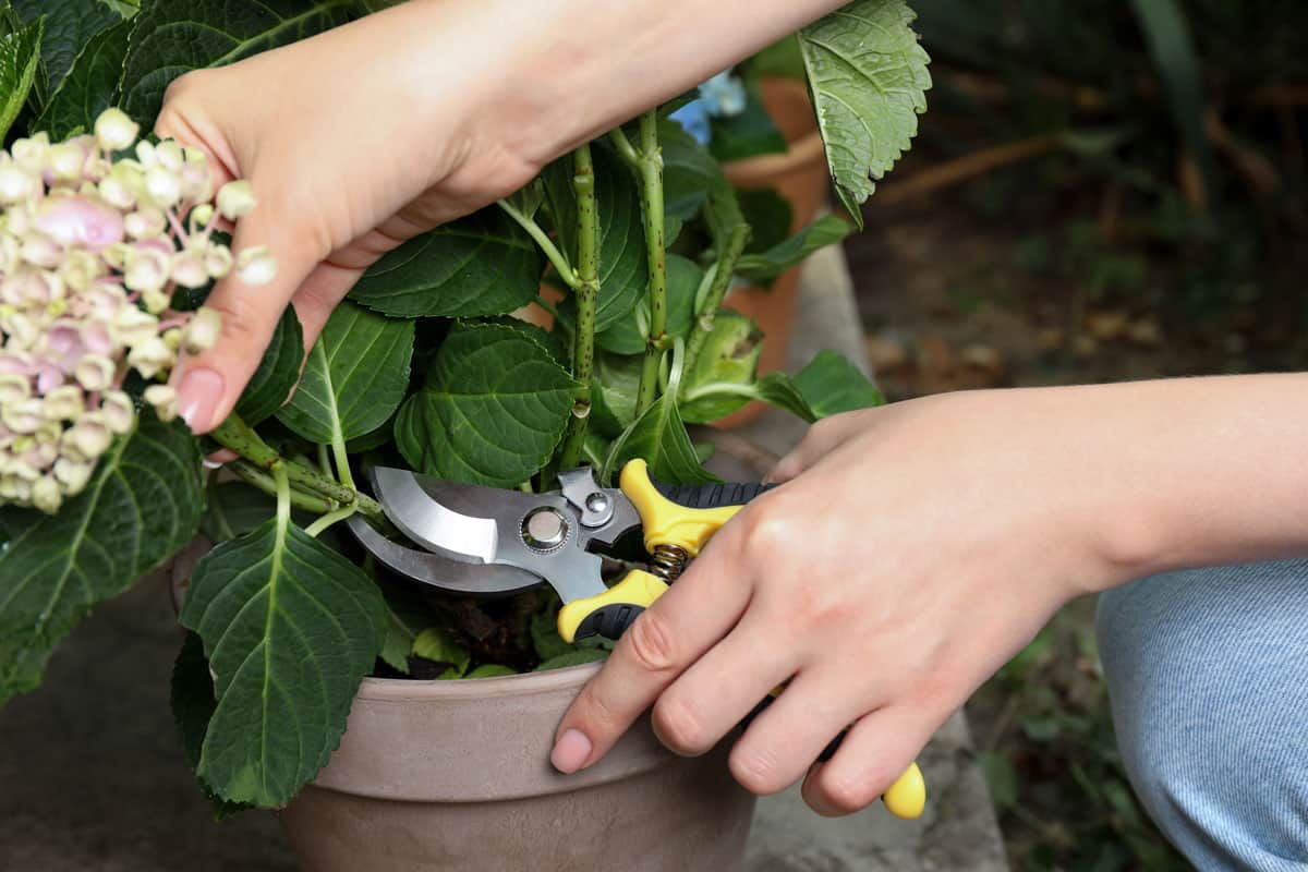 Woman pruning hortensia plant with shears outdoors, closeup 