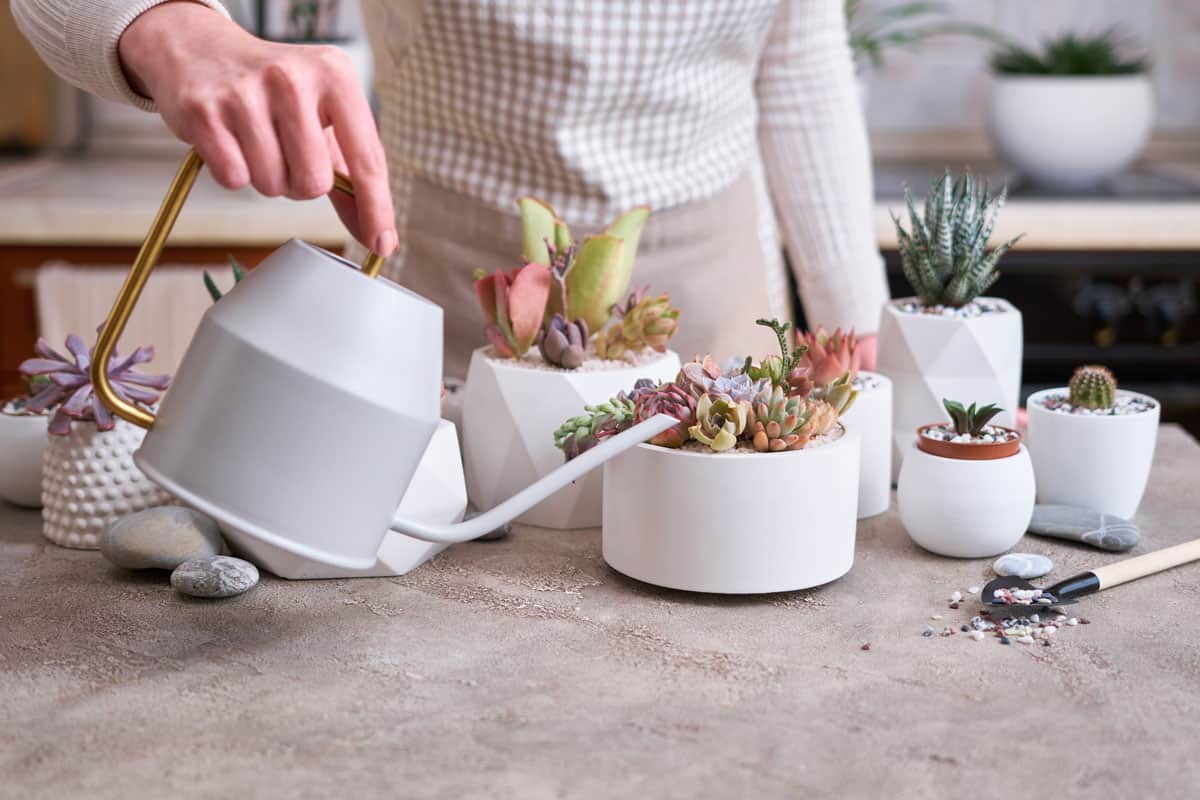 Woman watering pot with group of houseplants potted - Echeveria and Pachyveria opalina Succulents
