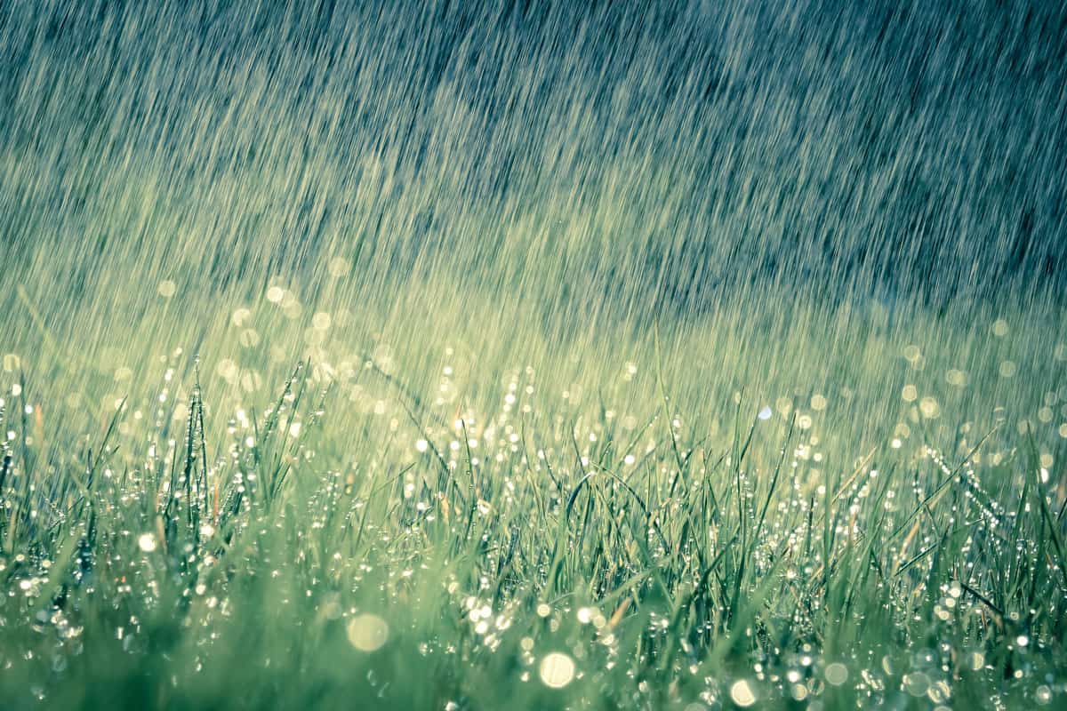 Wonderful heavy rain shower in the sunshine of springtime or summer enjoy the relaxing nature
