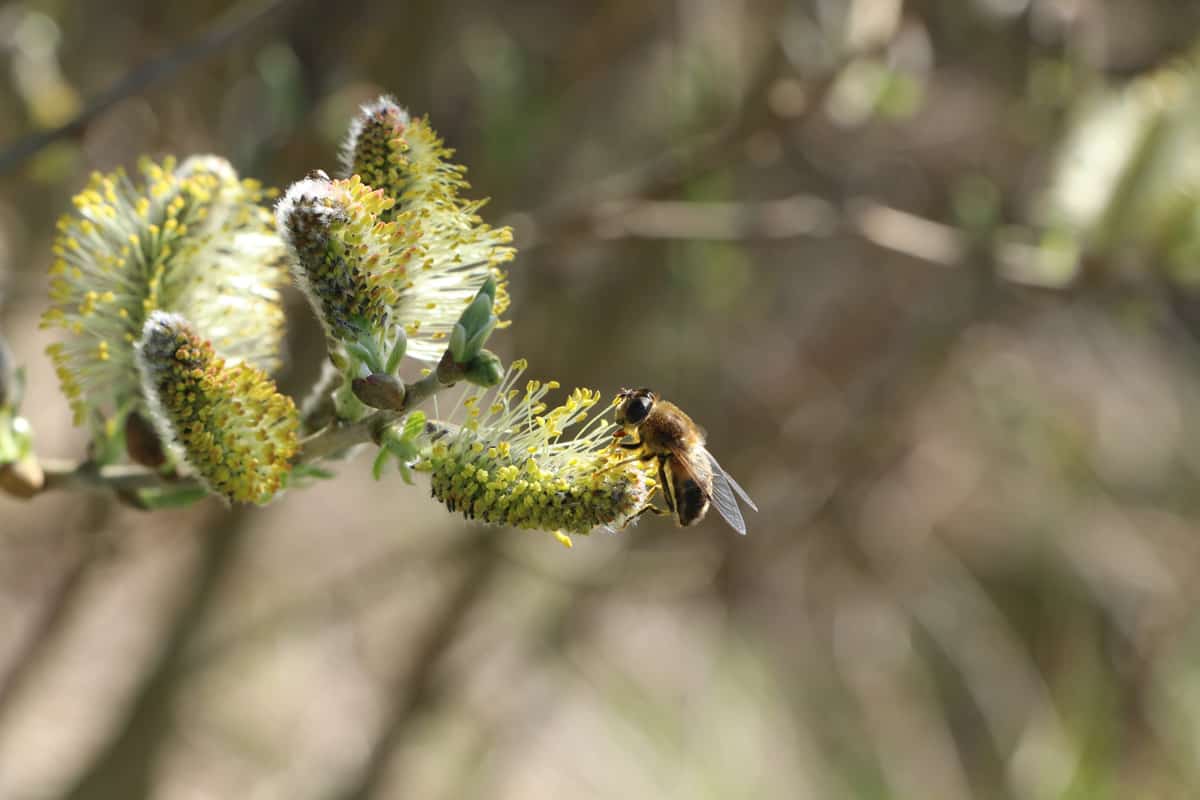 bee collecting pollen on flowering willow tree