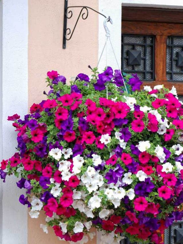 An,Outside,Basket,Filled,With,Vibrant,Multicolored,Petunias.