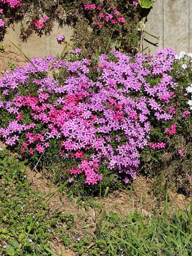 Creeping phlox planted in front of family house wall