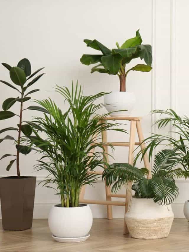 Different,Beautiful,Indoor,Plants,In,Room.,House,Decoration