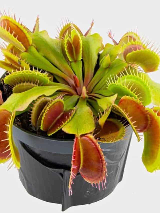 Dionaea,Muscipula,Venus,Flytrap,-,Predatory,Plant,,Carnivorous,Plant