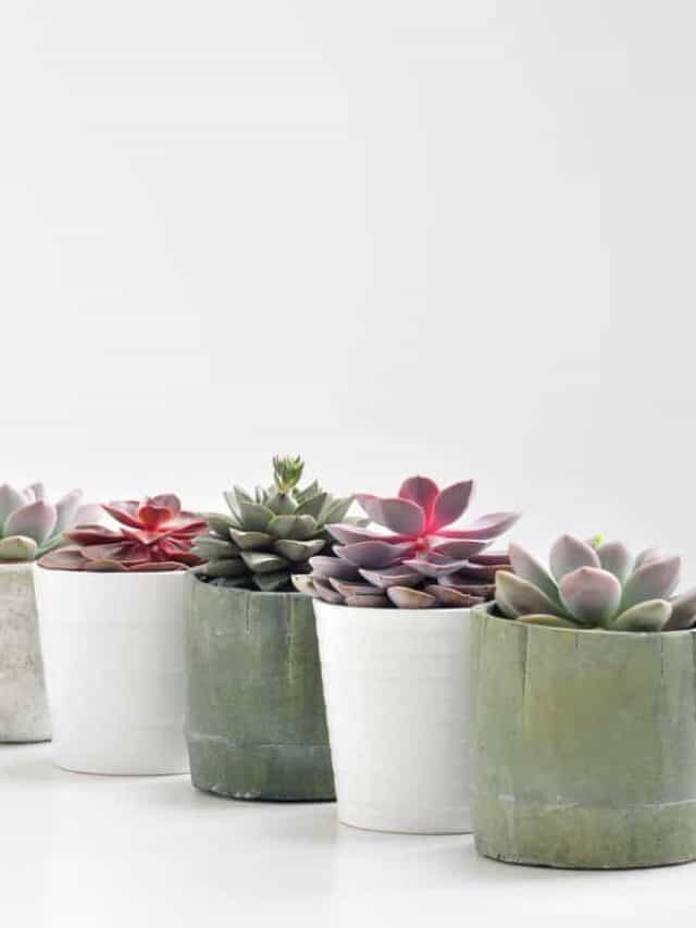 Green,Plants,,Succulents,,In,Cement,Concrete,Pots,Stand,In,A