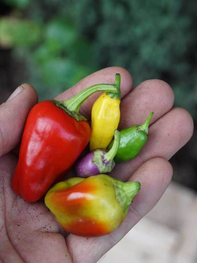 Hand,Holding,A,Variety,Of,Peppers,And,Chili,Homegrown,On