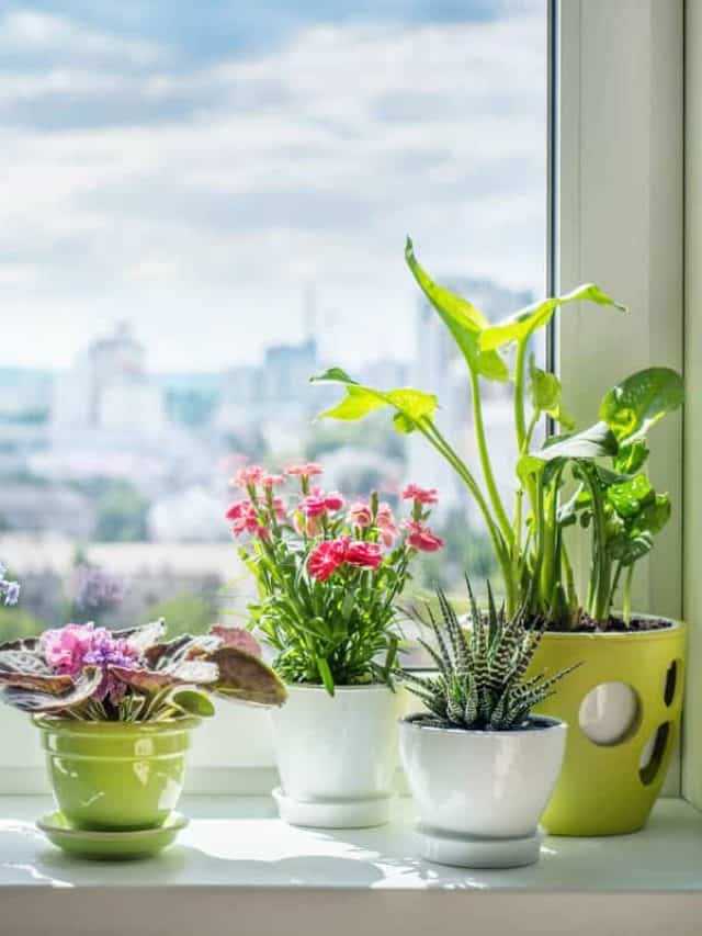 House plants on window. Orchid, cactus, blue flower, violet, carnation, succulent, cala