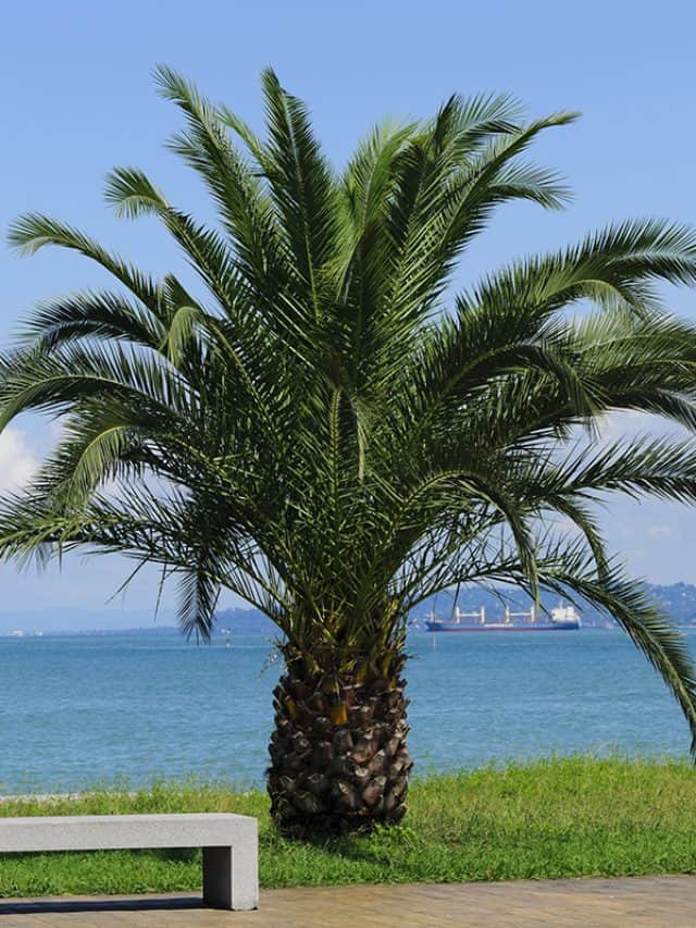 Pygmy date palm on the Black Sea shore