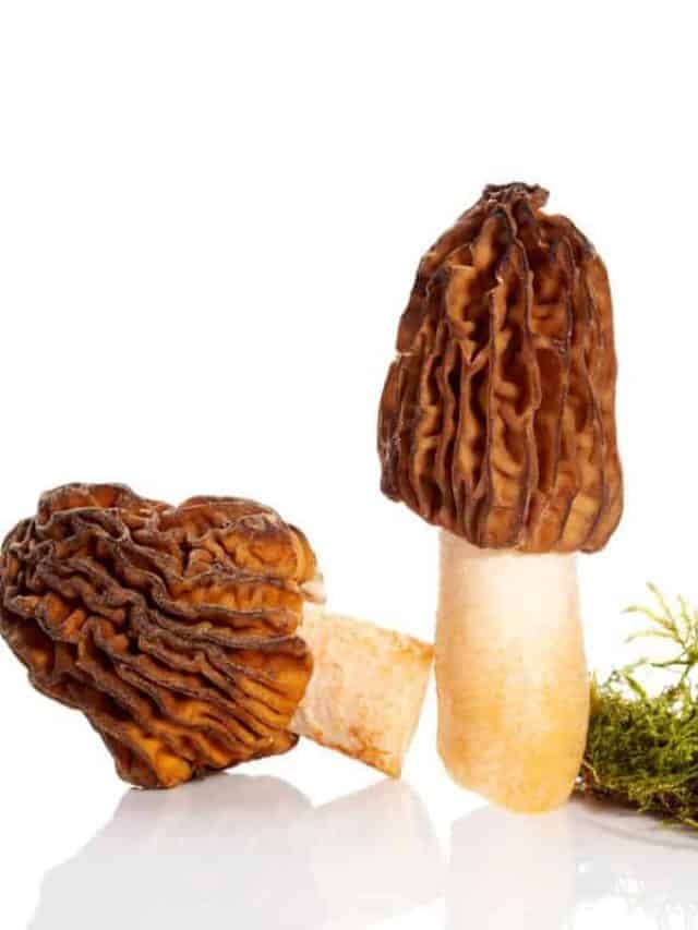 Verpa,Bohemica,,Known,As,Early,Morel,Or,The,Wrinkled,Thimble-cap,
