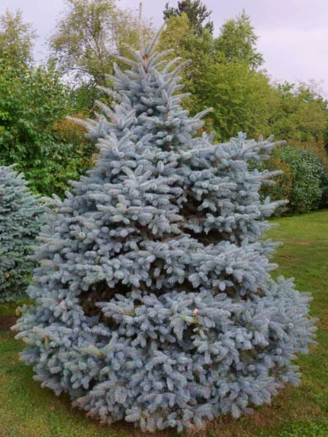 Blue spruce tree in the city park