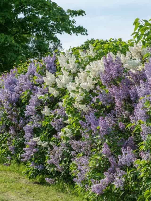 Beautiful,Summer,View,Of,A,Lilac,Hedge,In,Sweden,,Filled