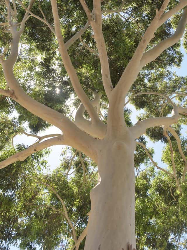 In Australia looking up into a ghost gum tree eucalyptus with its stunning white bark