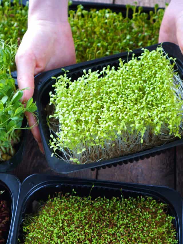 Microgreens,Growing,Background,With,Microgreen,Sprouts,In,Female,Hands