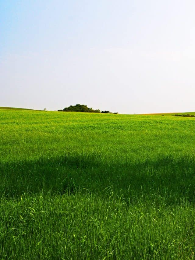 Green fields of ryegrass with clear sky