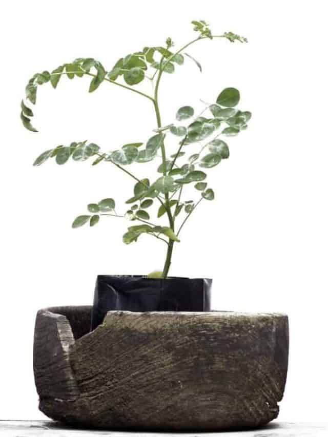 Small,Potted,Plant,Of,Moringa,Isolated,On,White,,Vintage,Wooden