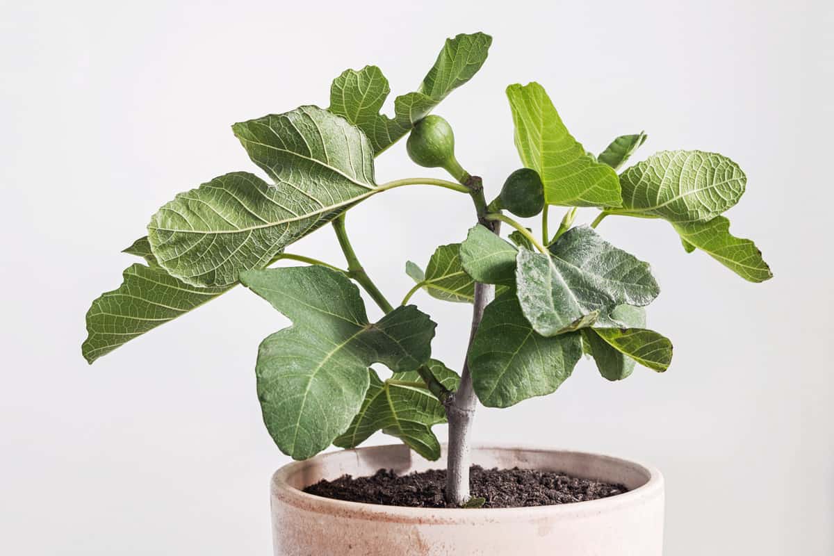 fig tree (Ficus carica) in pot with white background