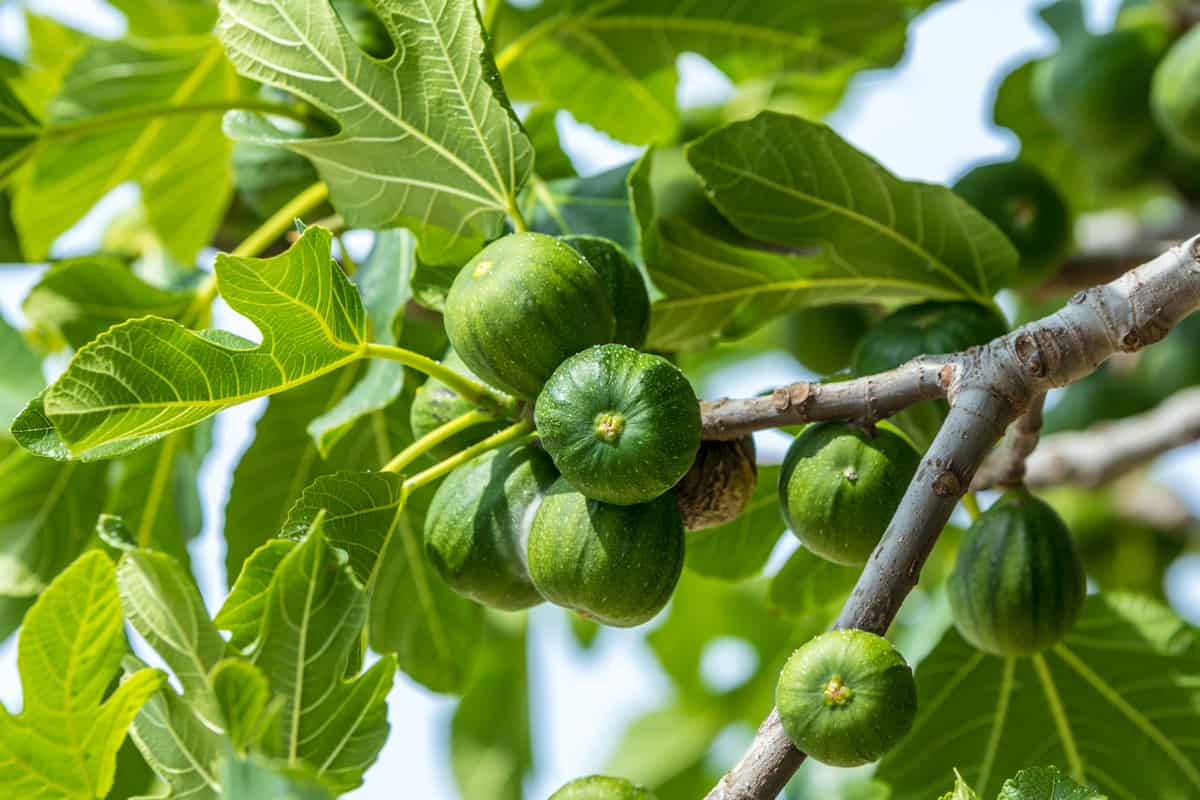 figs ripening on a fig tree