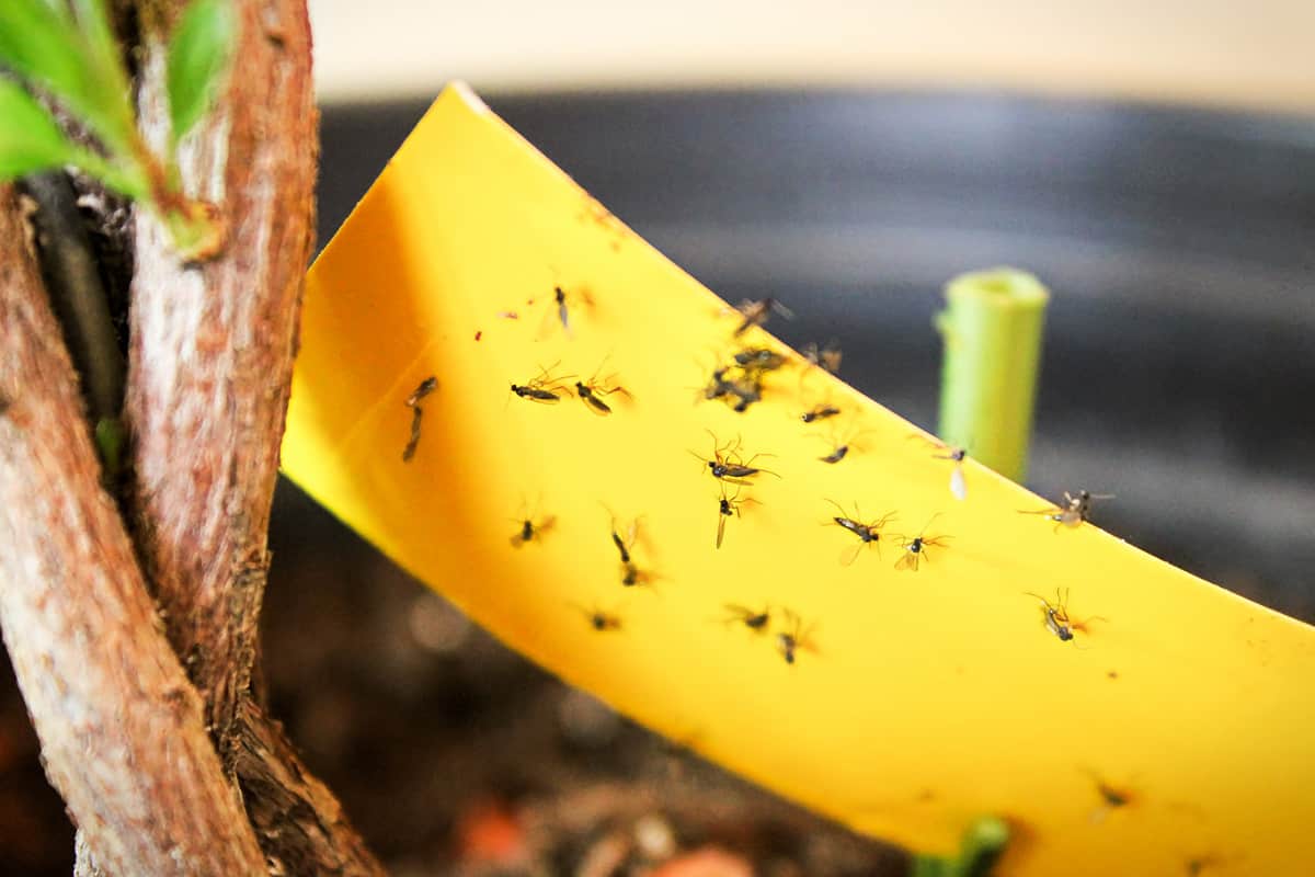 fungus gnats being stuck to yellow sticky tape