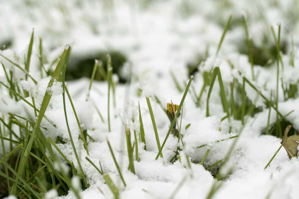 green grass is visible from under the snow