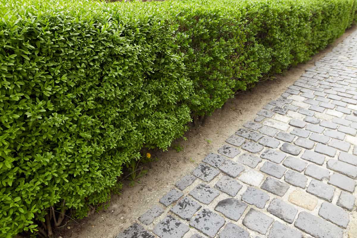 green hedge from the bushes sidewalk pedestrian zone. 