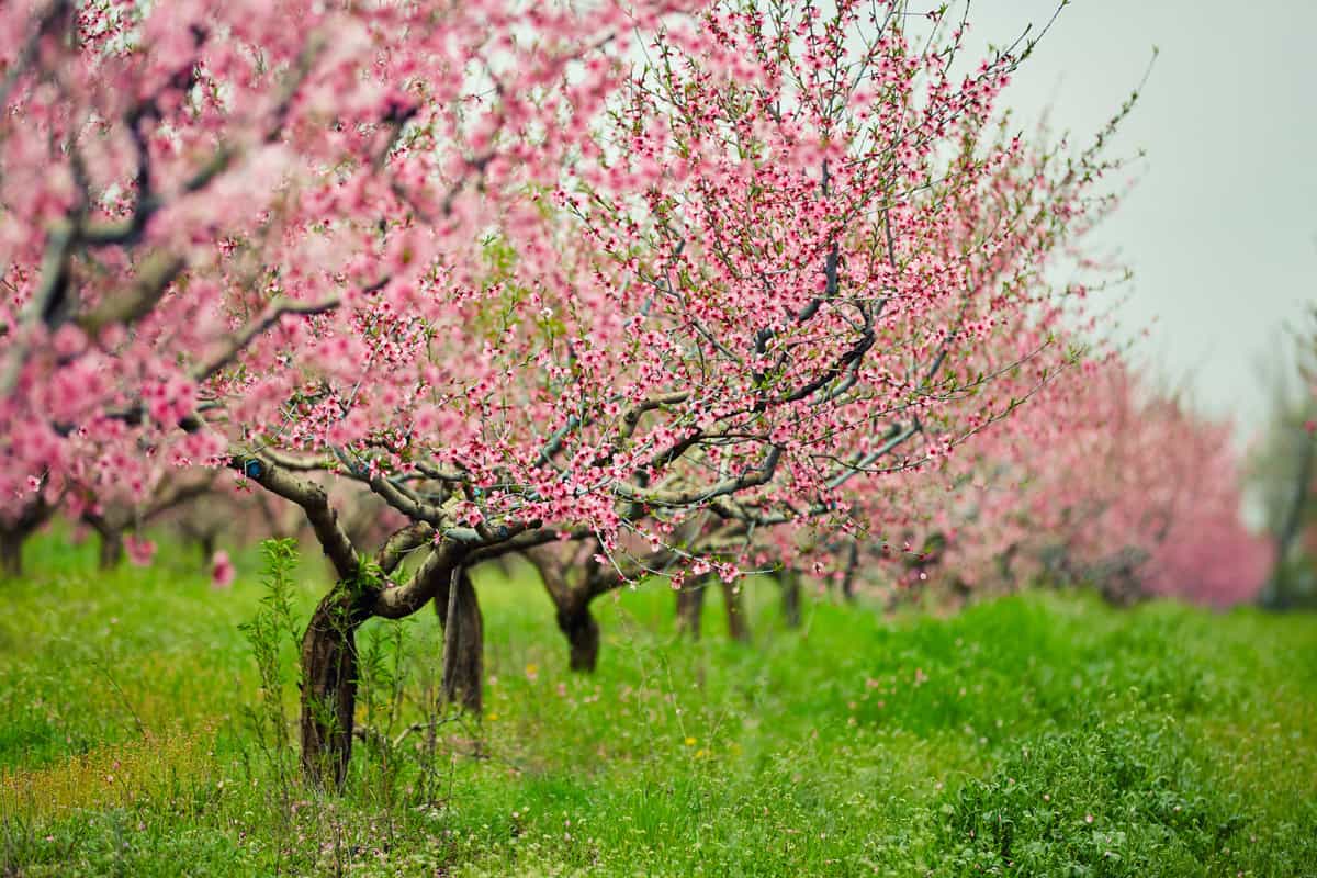 peach trees with flowers 