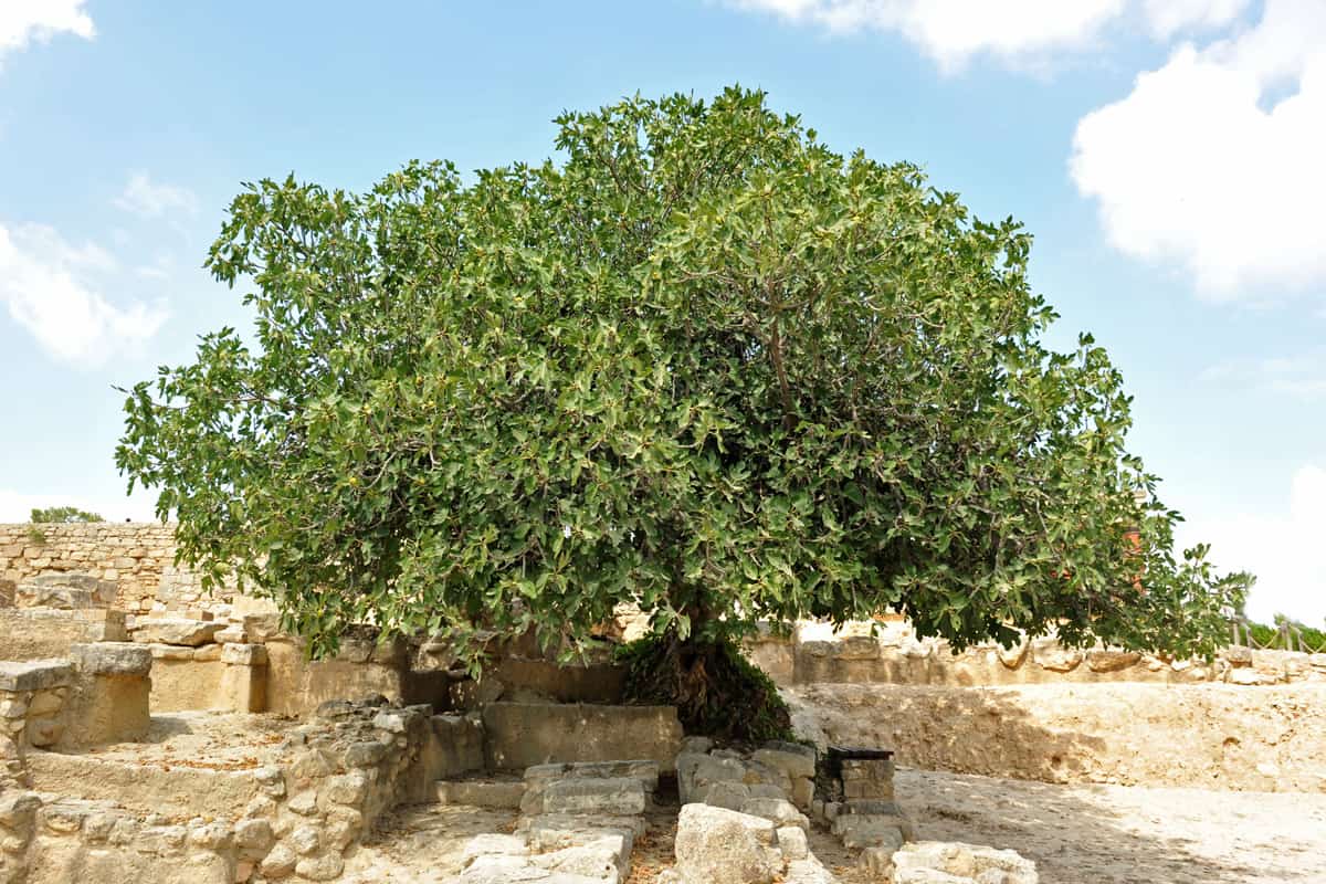 picture of a big fig tree in Crete