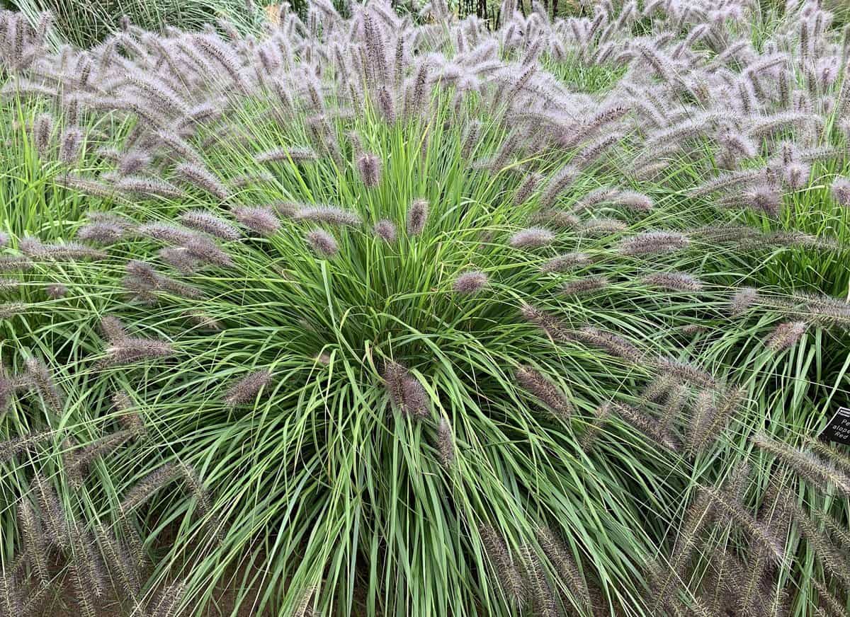 Close up of the ornamental grass pennisetum alopecuroides or chinese fountain grass