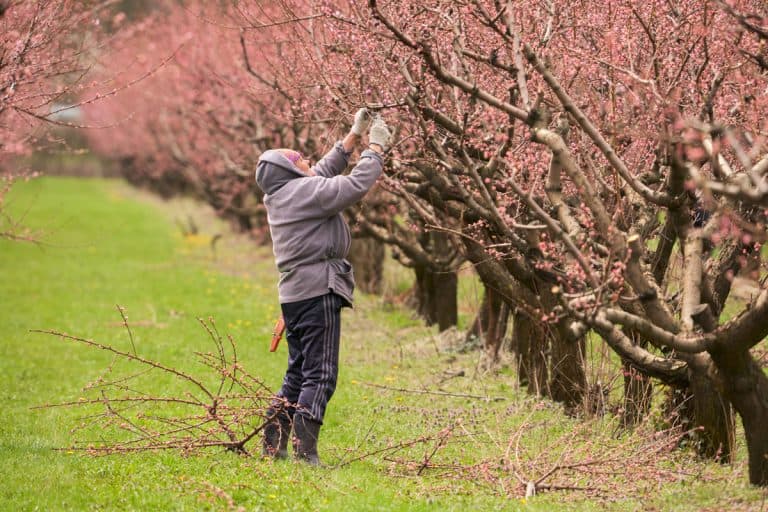 spring work in the garden. A female gardener cuts off excess branches from flowering peaches., How To Prune A Peach Tree In Summer