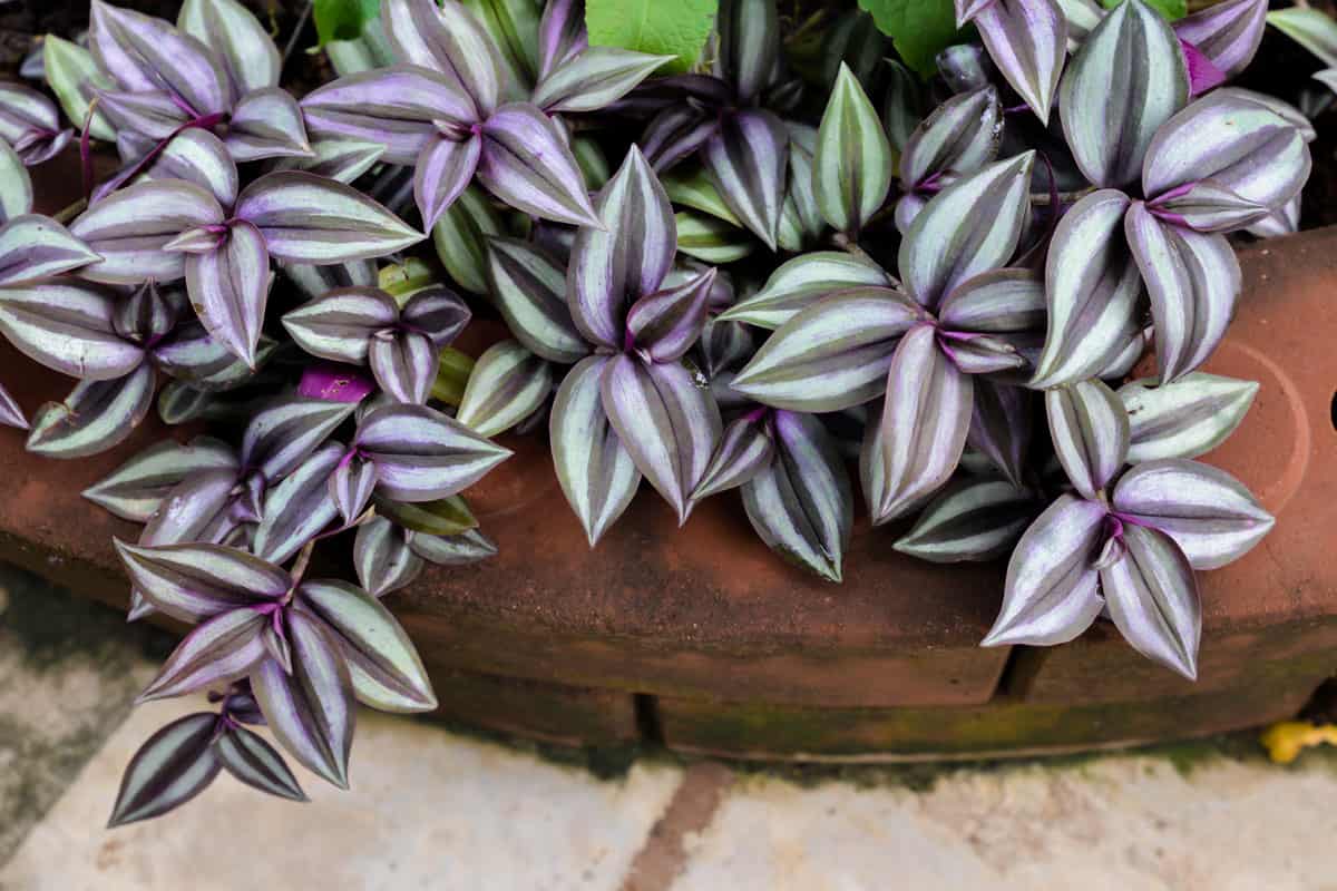 the Tradescantia zebrina in brick flowerpot of leaves is color purple 