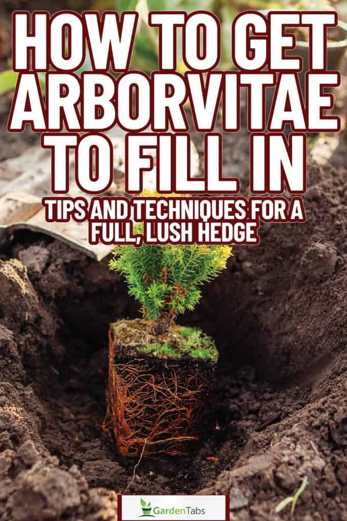 A long line of arborvitaes planted near the property line, How To Get Arborvitae To Fill In: Tips And Techniques For A Full, Lush Hedge